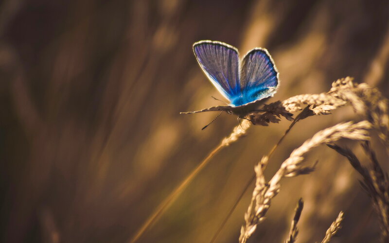 Blue Butterfly on Grass — Serene, Sunset