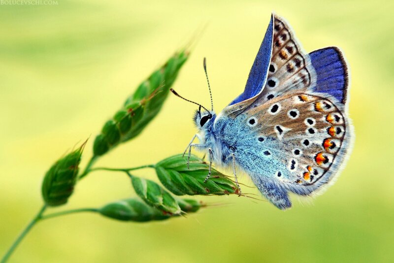 Blue Butterfly on Grass — Serene