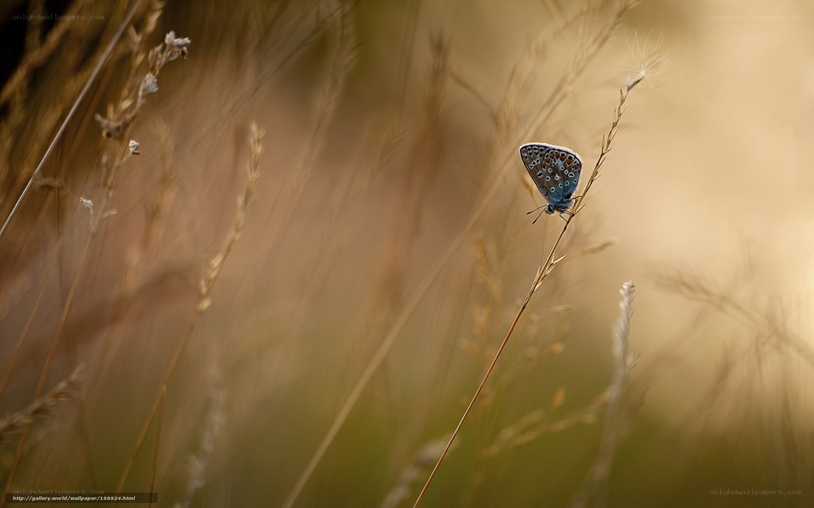 Blue butterfly on grass stem