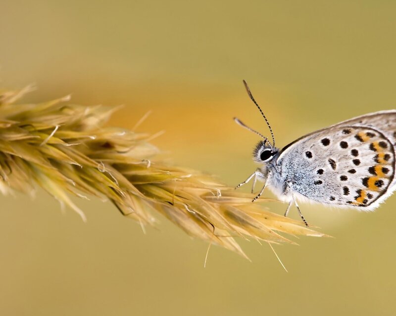 Blue Butterfly on Grass — Yellow, Calm
