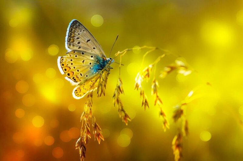 Blue Butterfly on Grass — Yellow, Serene
