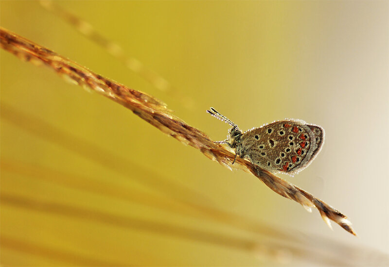 Blue Butterfly on Grass — Yellow