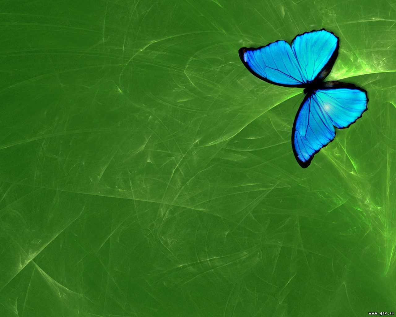 blue butterfly on green background