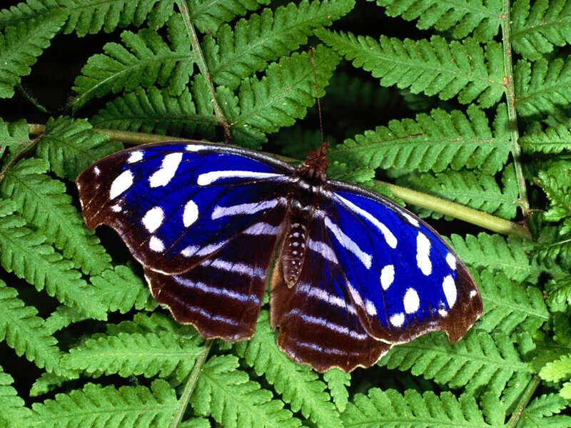 blue butterfly on green fern