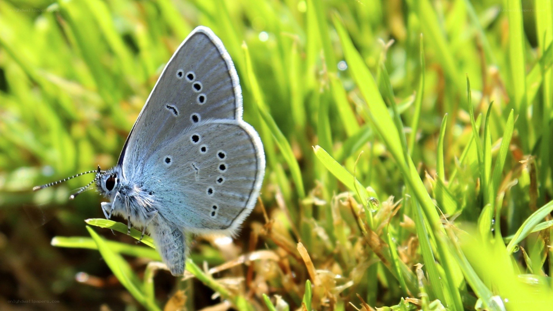 blue butterfly on green grass