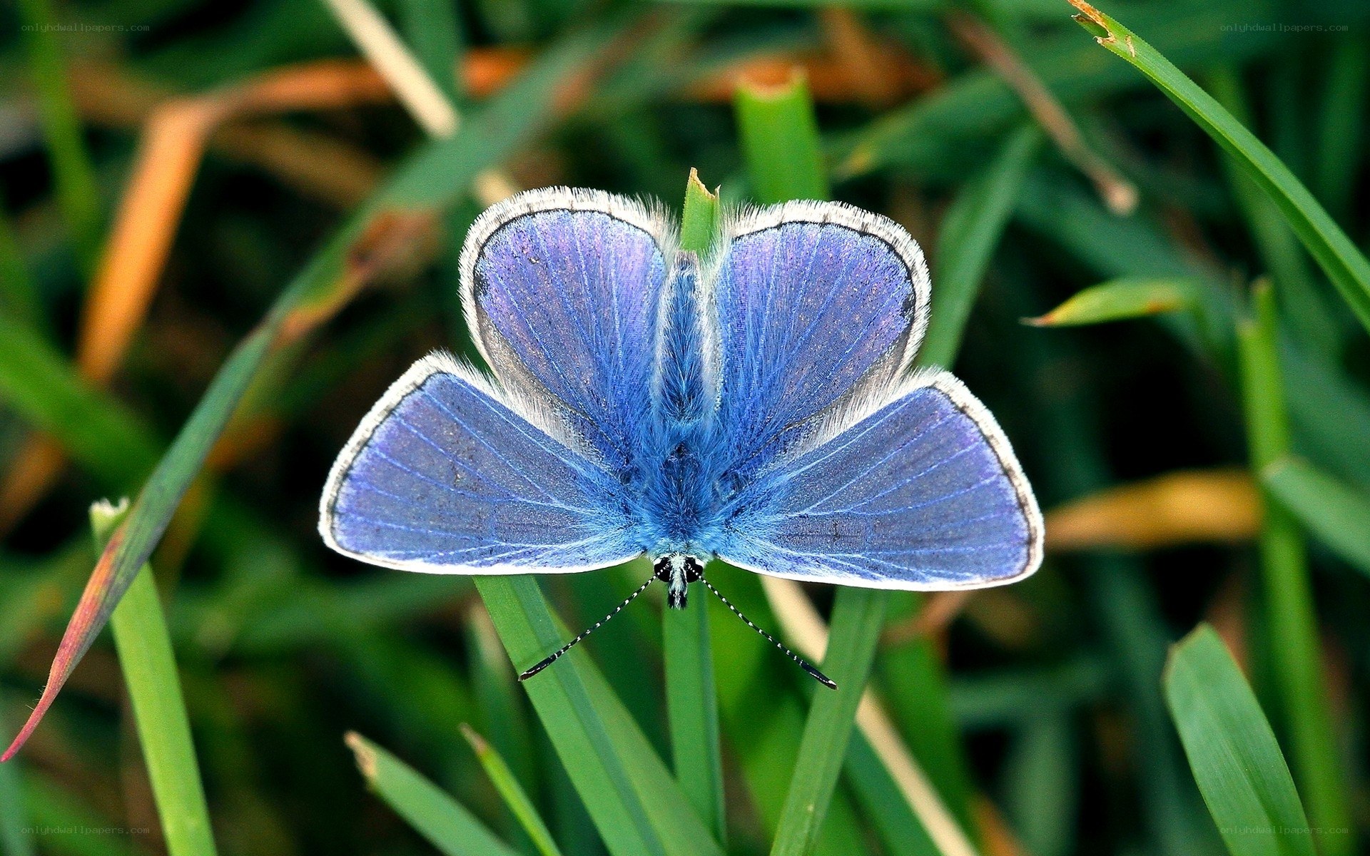blue butterfly on green grass