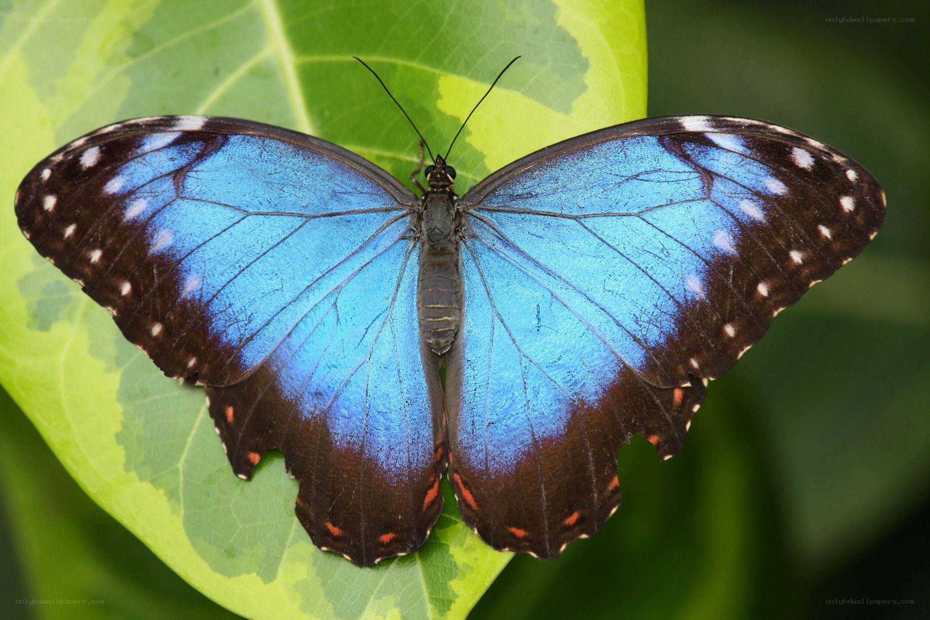Blue butterfly on green leaf