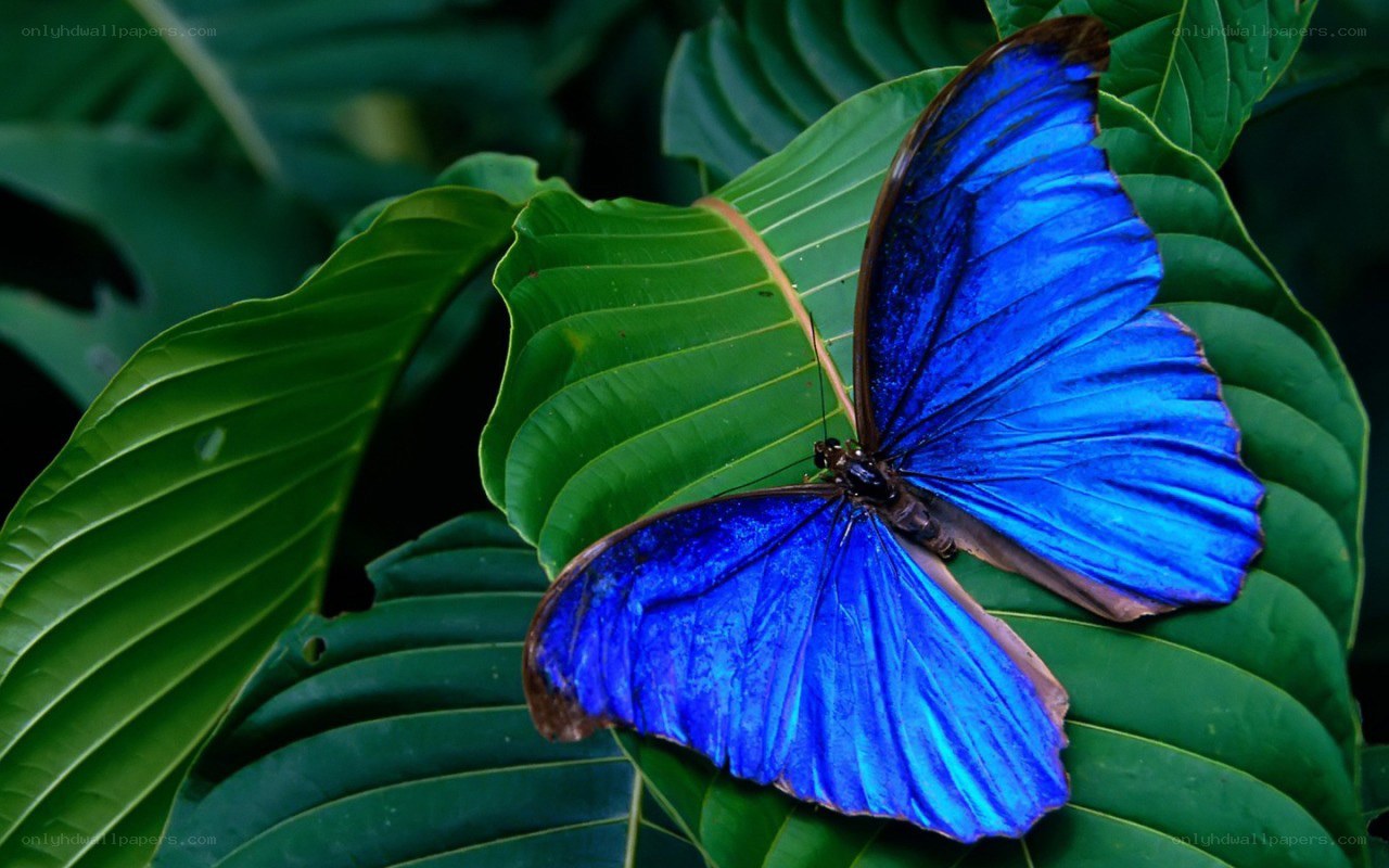 Blue butterfly on green leaf