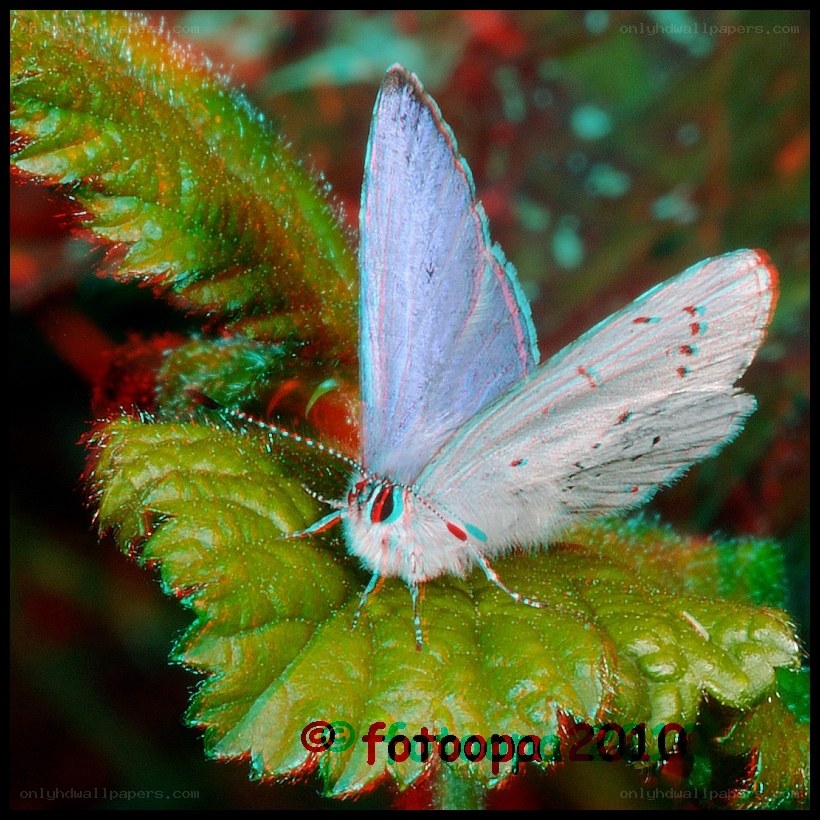 blue butterfly on green leaf