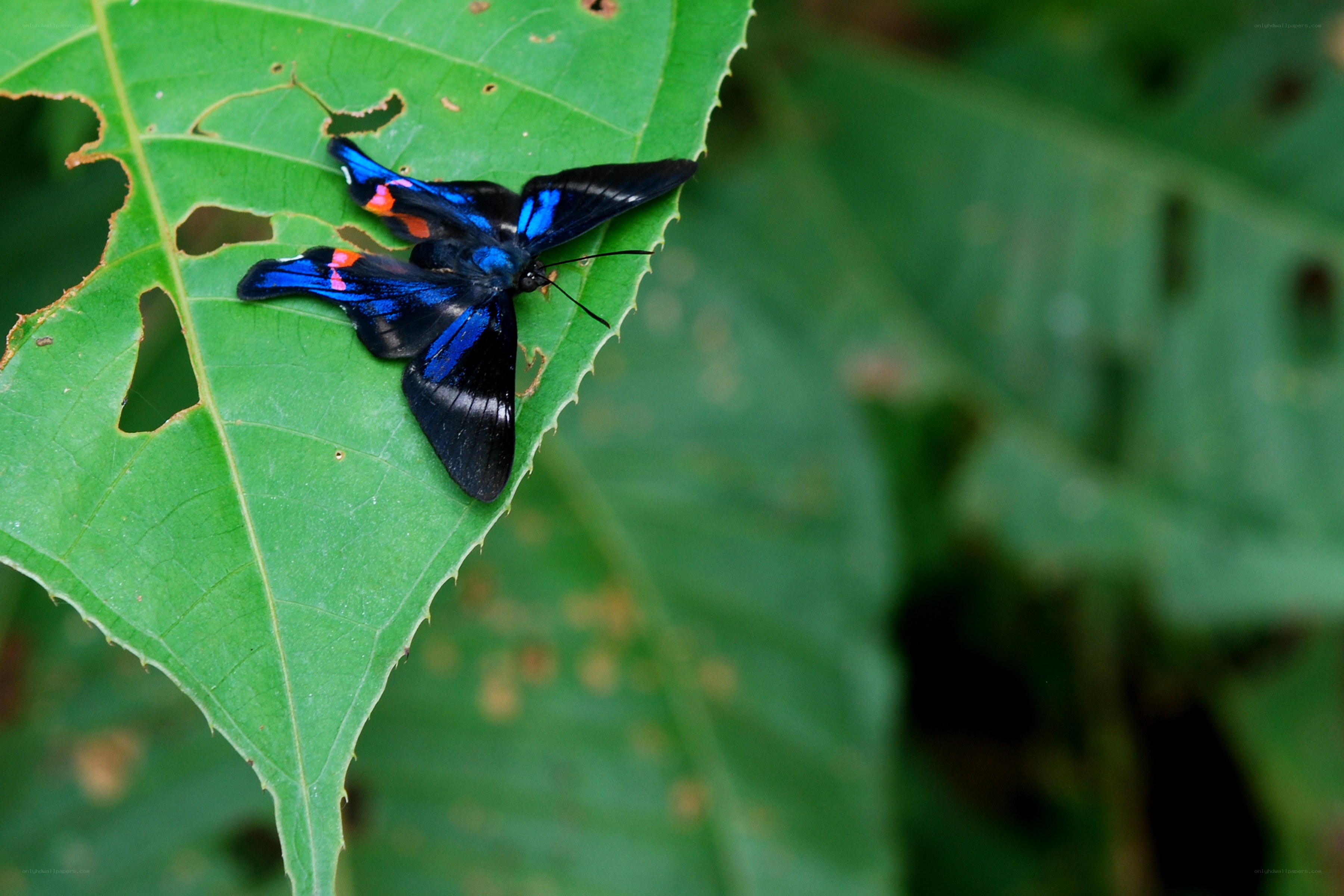 blue butterfly on green leaf