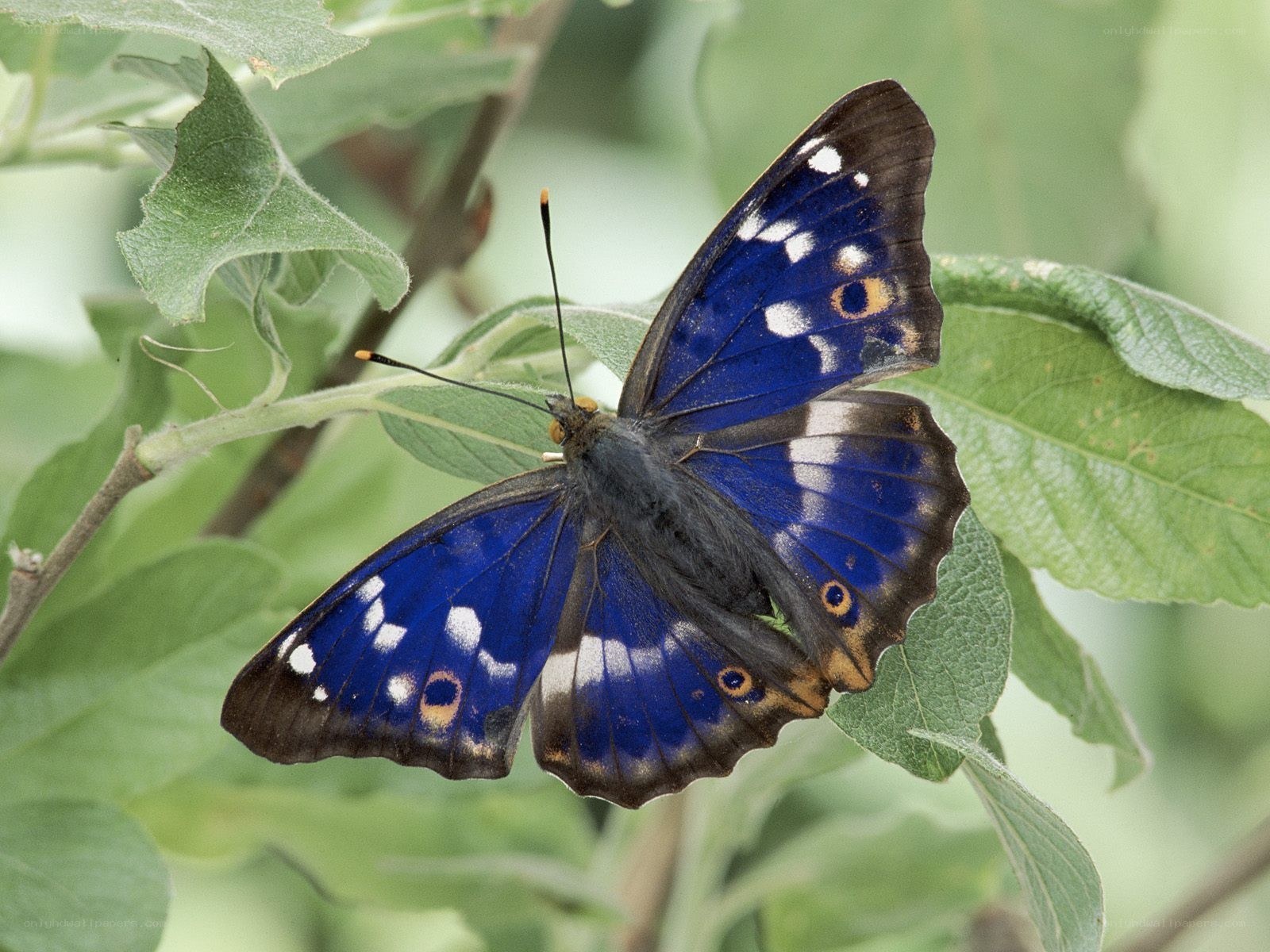 blue butterfly on green leaf
