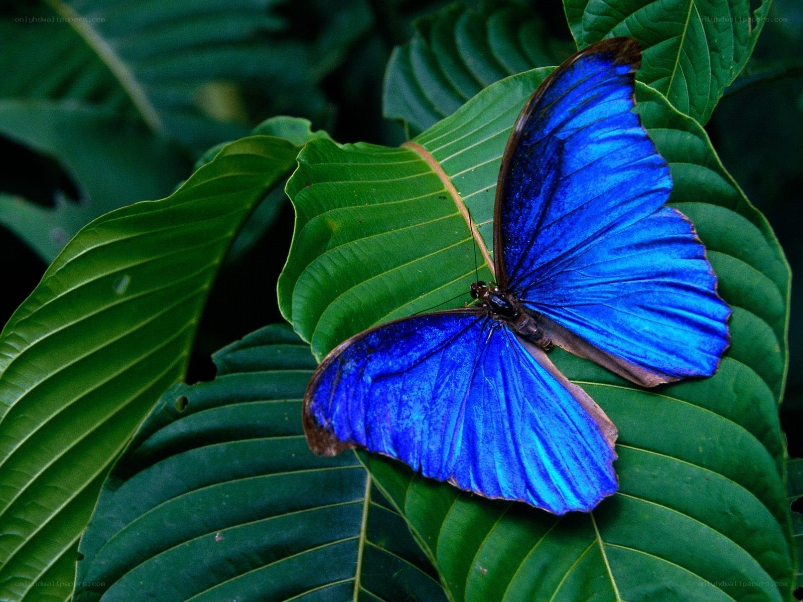 Blue butterfly on green leaf