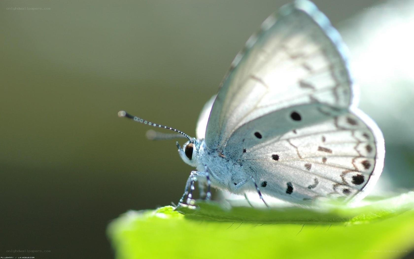 blue butterfly on green leaf