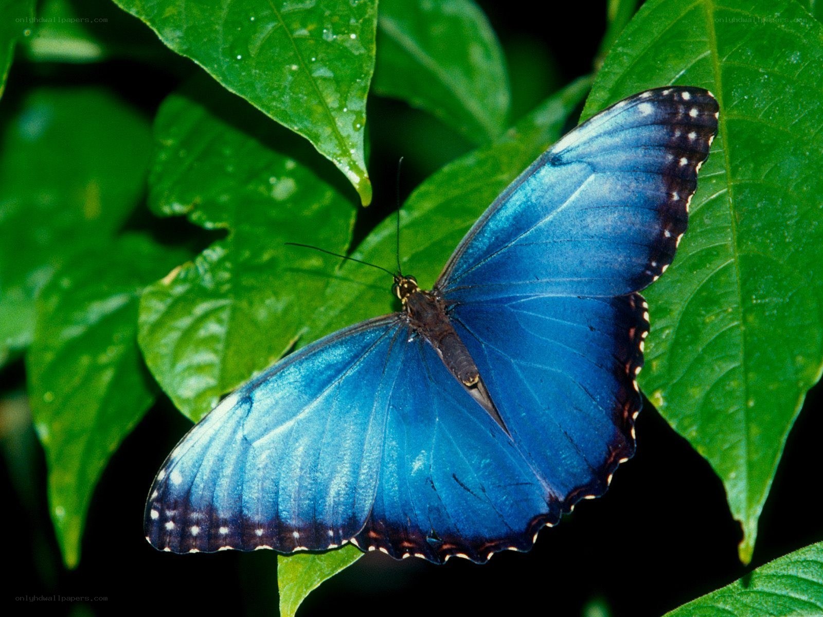 blue butterfly on green leaf