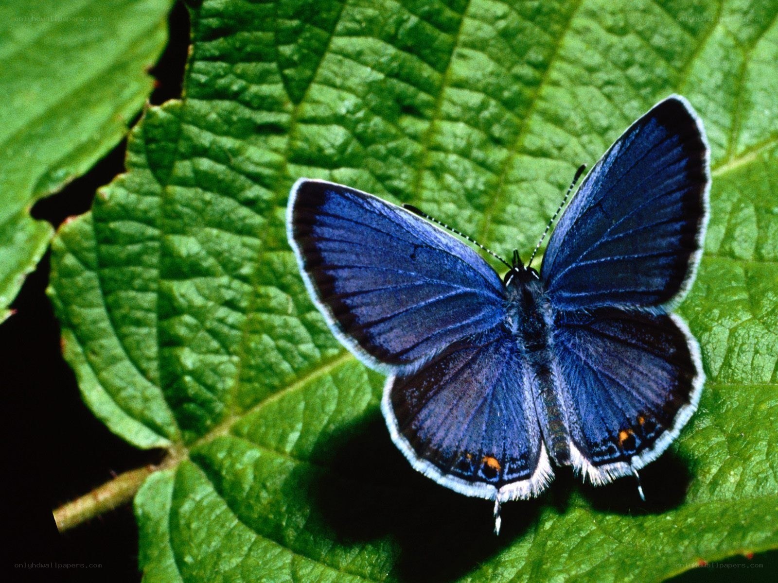 blue butterfly on green leaf