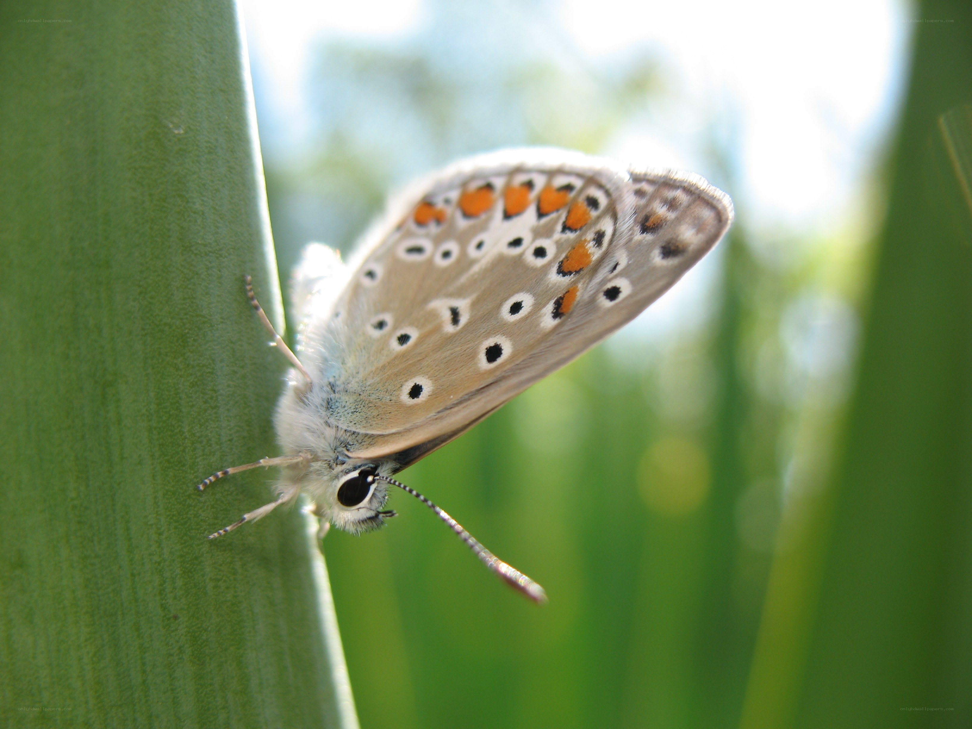 blue butterfly on green leaf