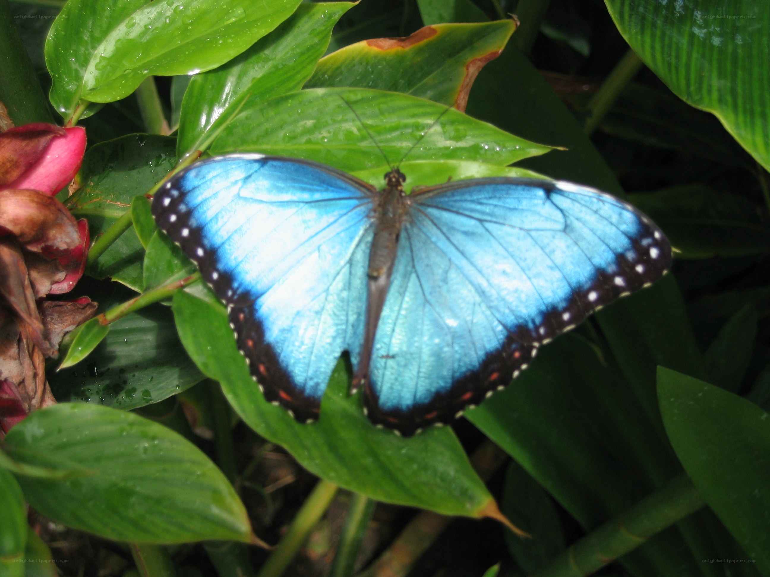 Blue butterfly on green leaf