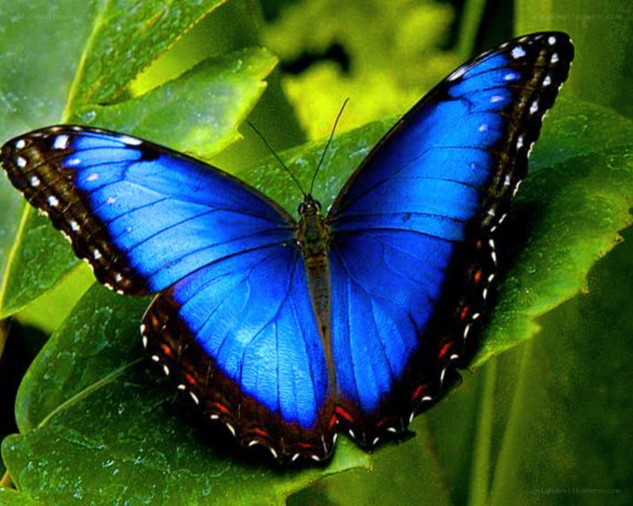 Blue butterfly on green leaf