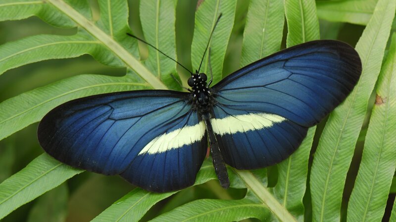 blue butterfly on green leaf