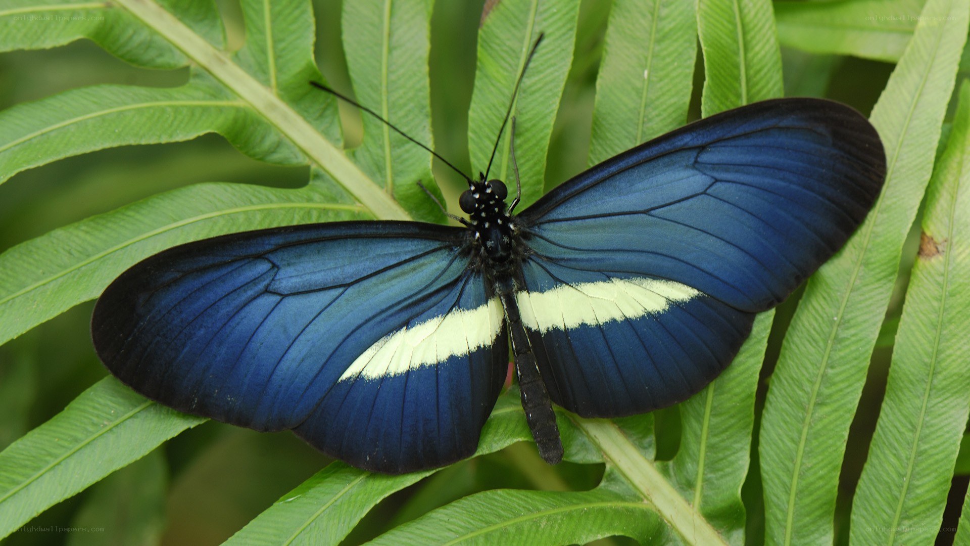 blue butterfly on green leaf