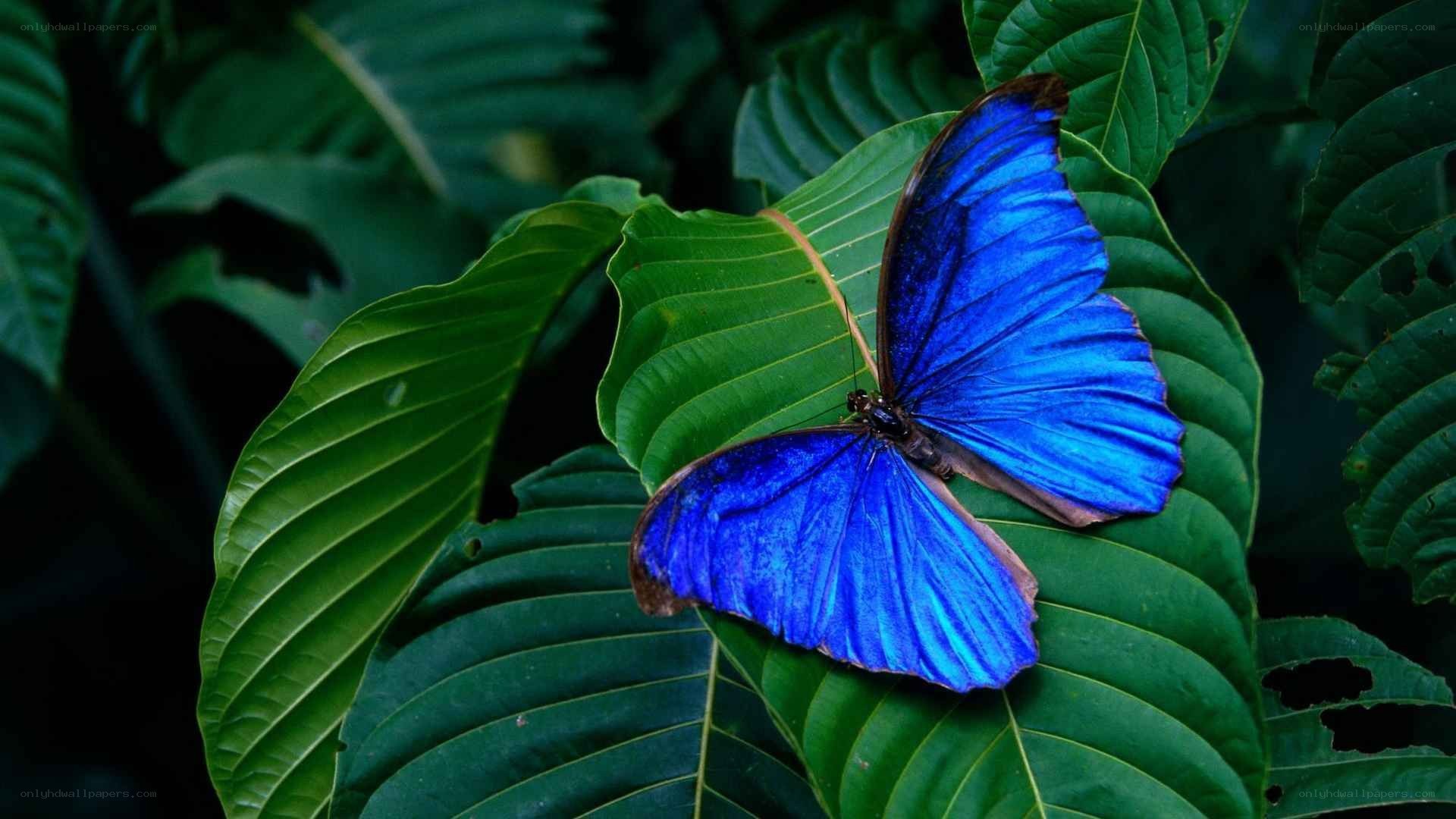 blue butterfly on green leaf