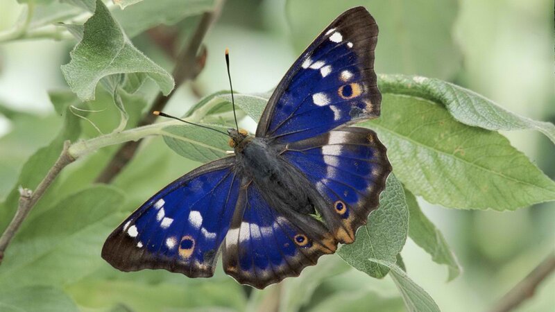 blue butterfly on green leaf