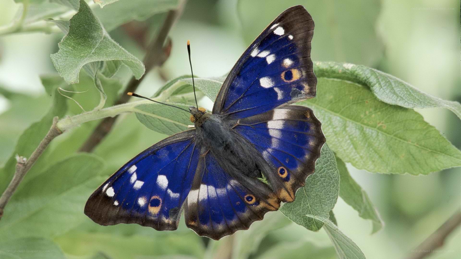 blue butterfly on green leaf