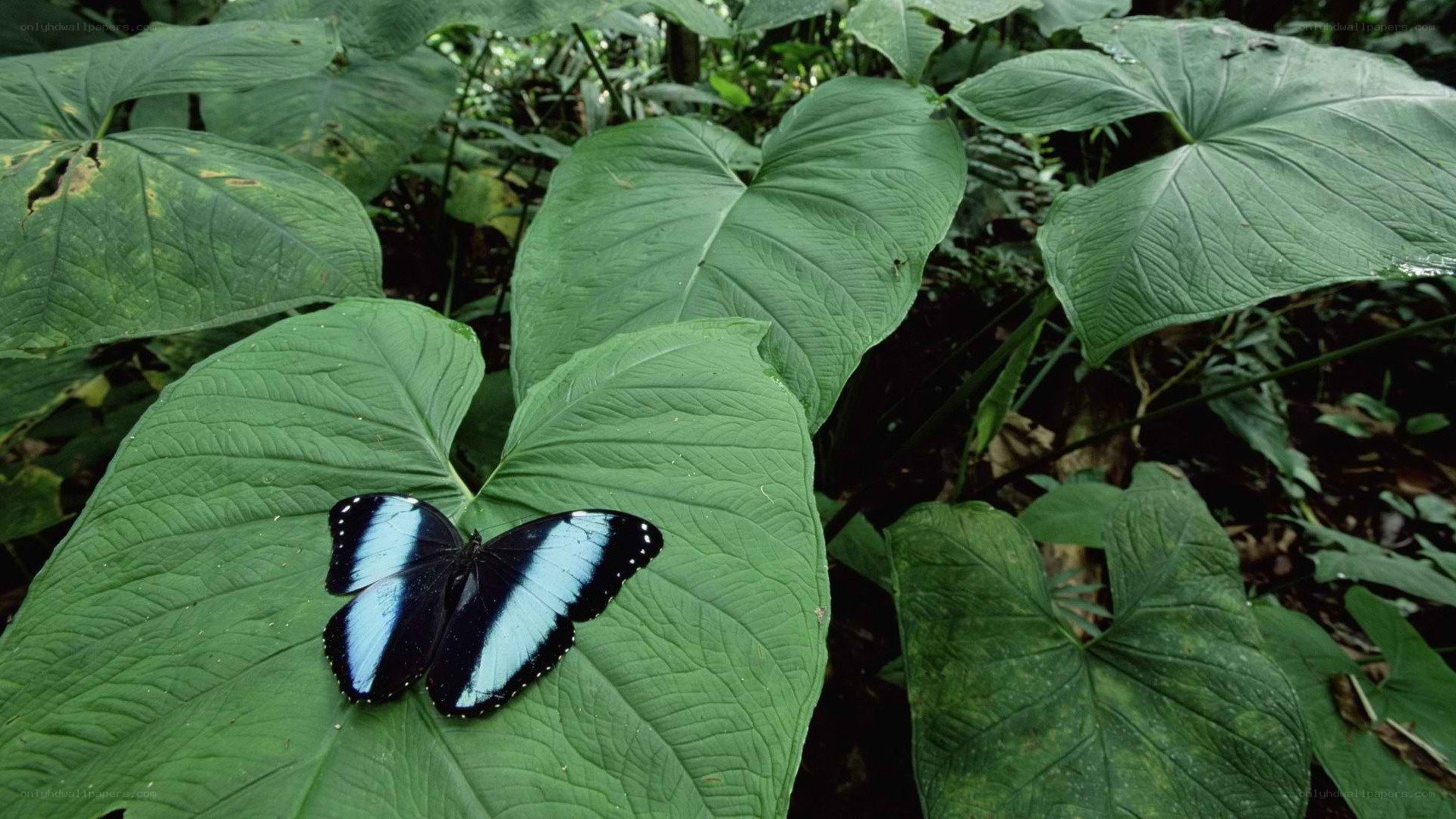 blue butterfly on green leaf