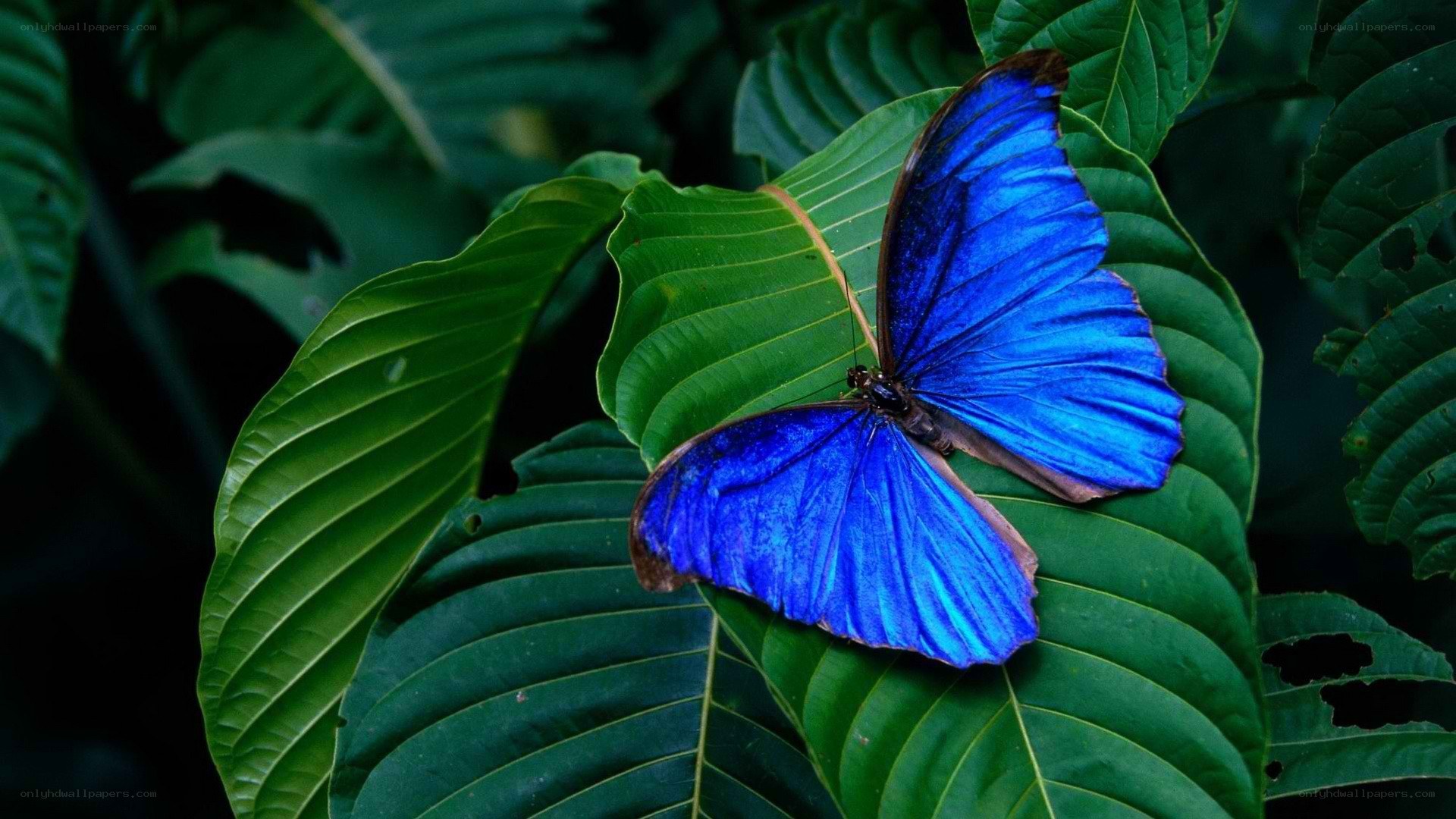 blue butterfly on green leaf