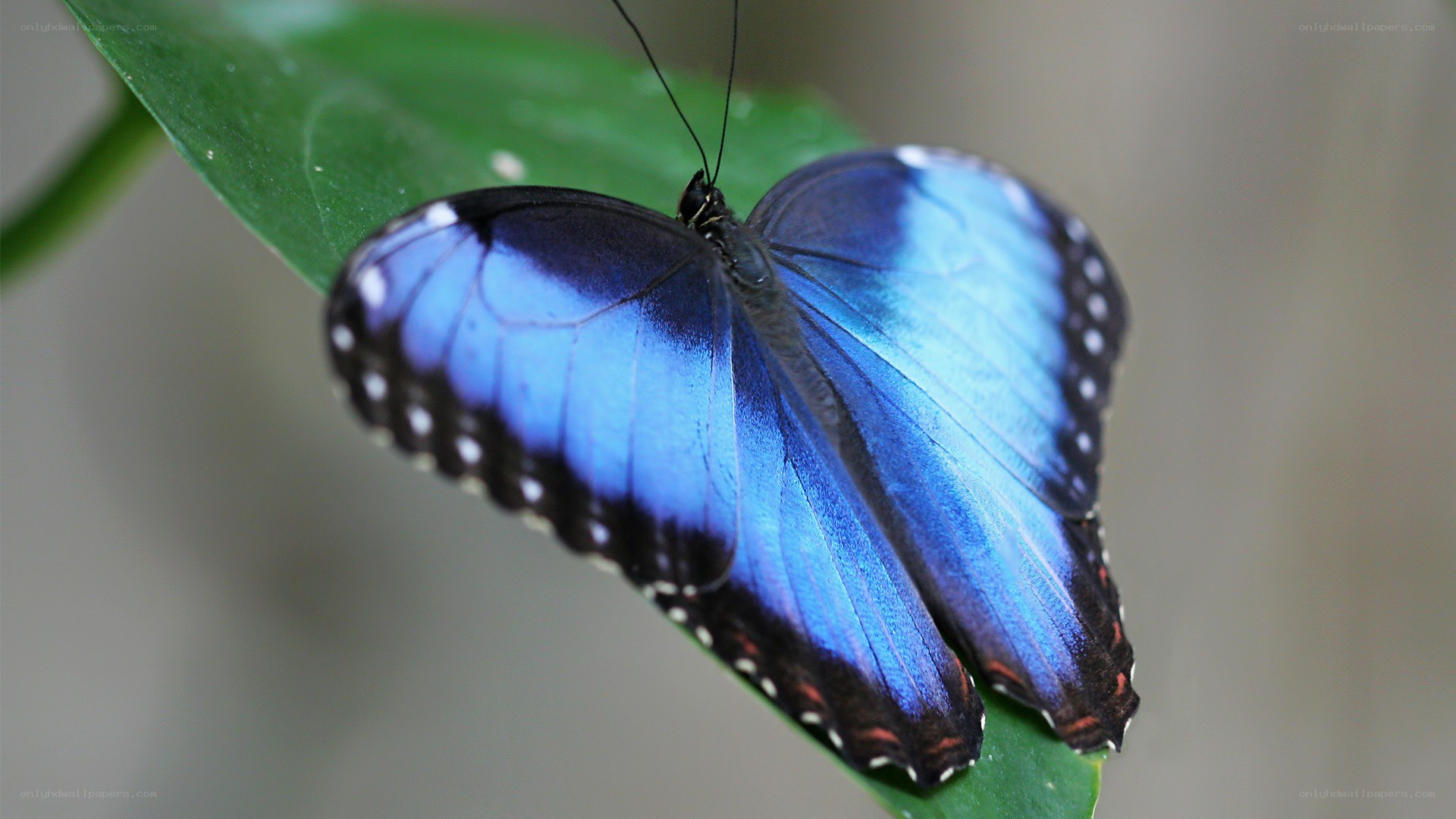 blue butterfly on green leaf