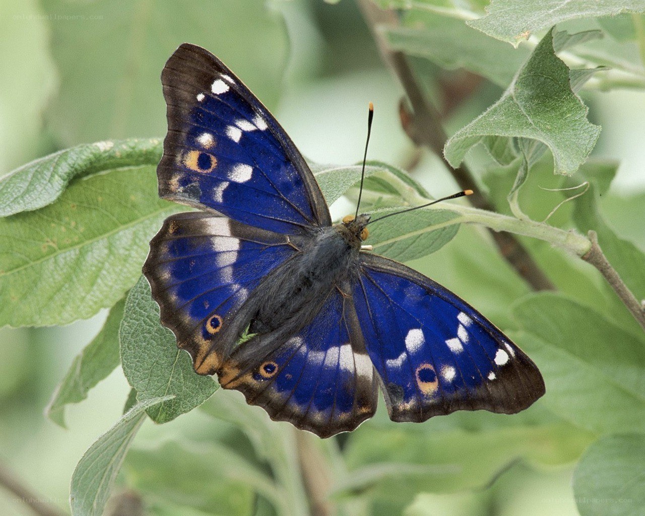 blue butterfly on green leaf