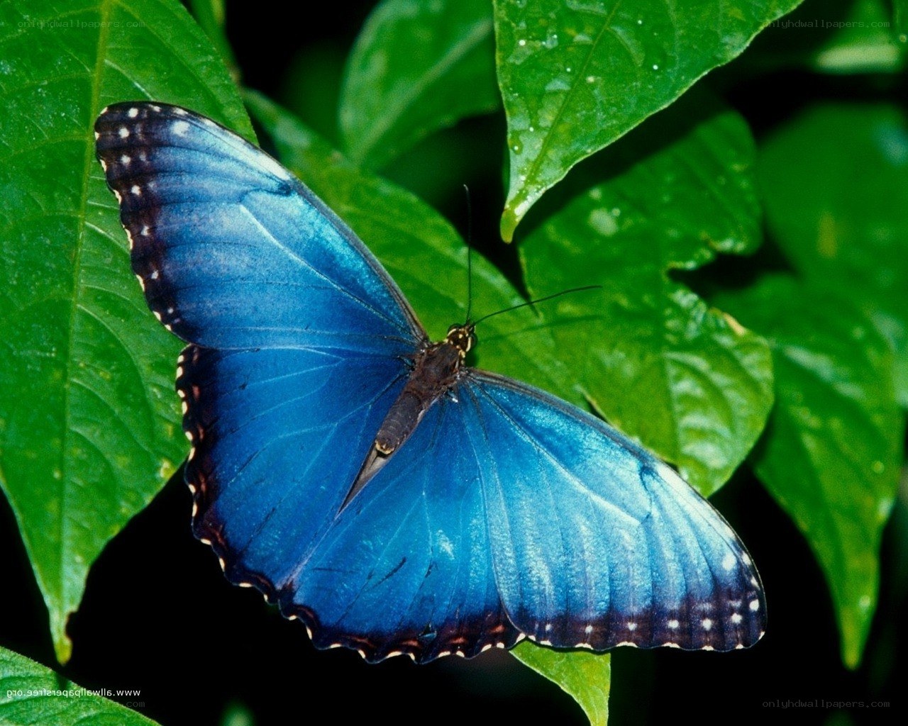 Blue butterfly on green leaf