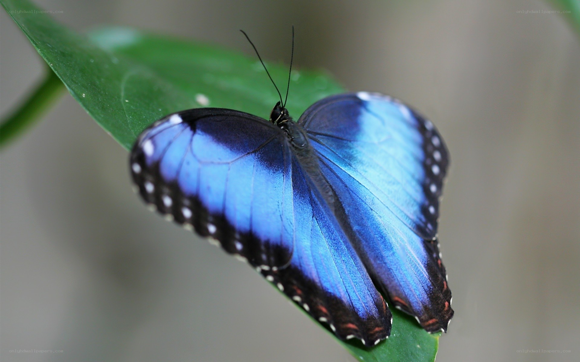 Blue butterfly on green leaf