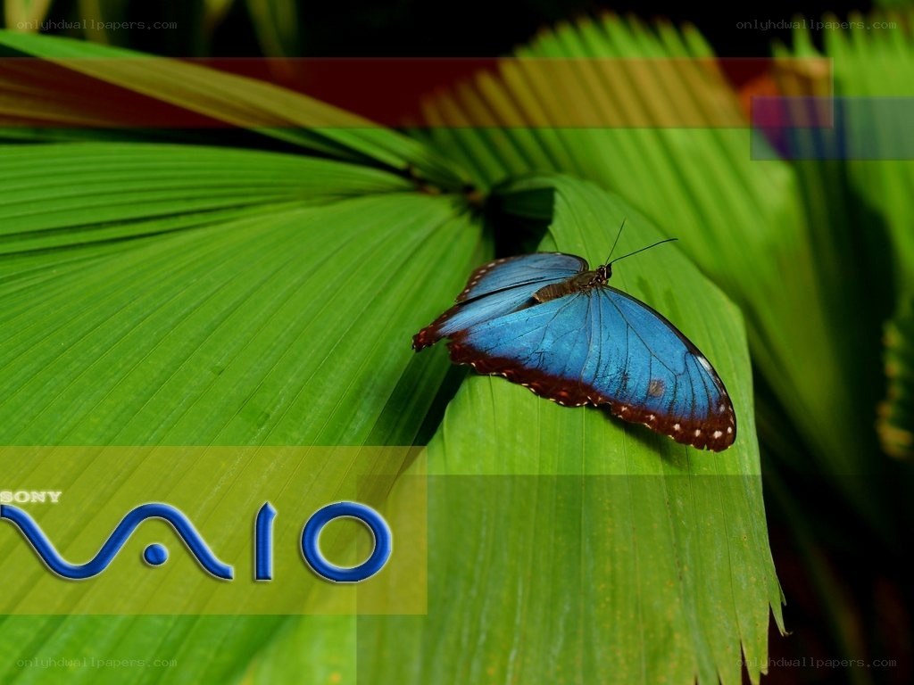 Blue butterfly on green leaf