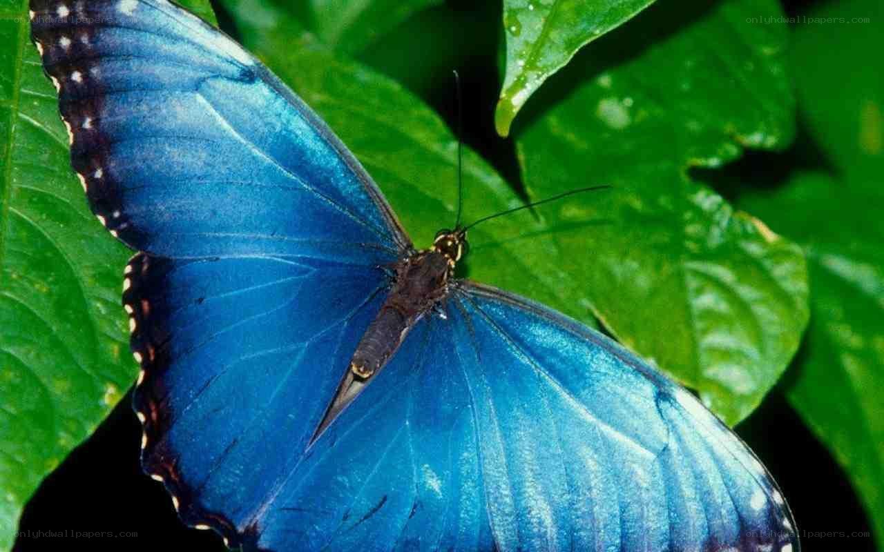Blue butterfly on green leaf