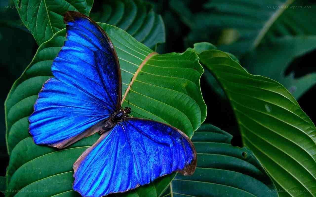 Blue butterfly on green leaf