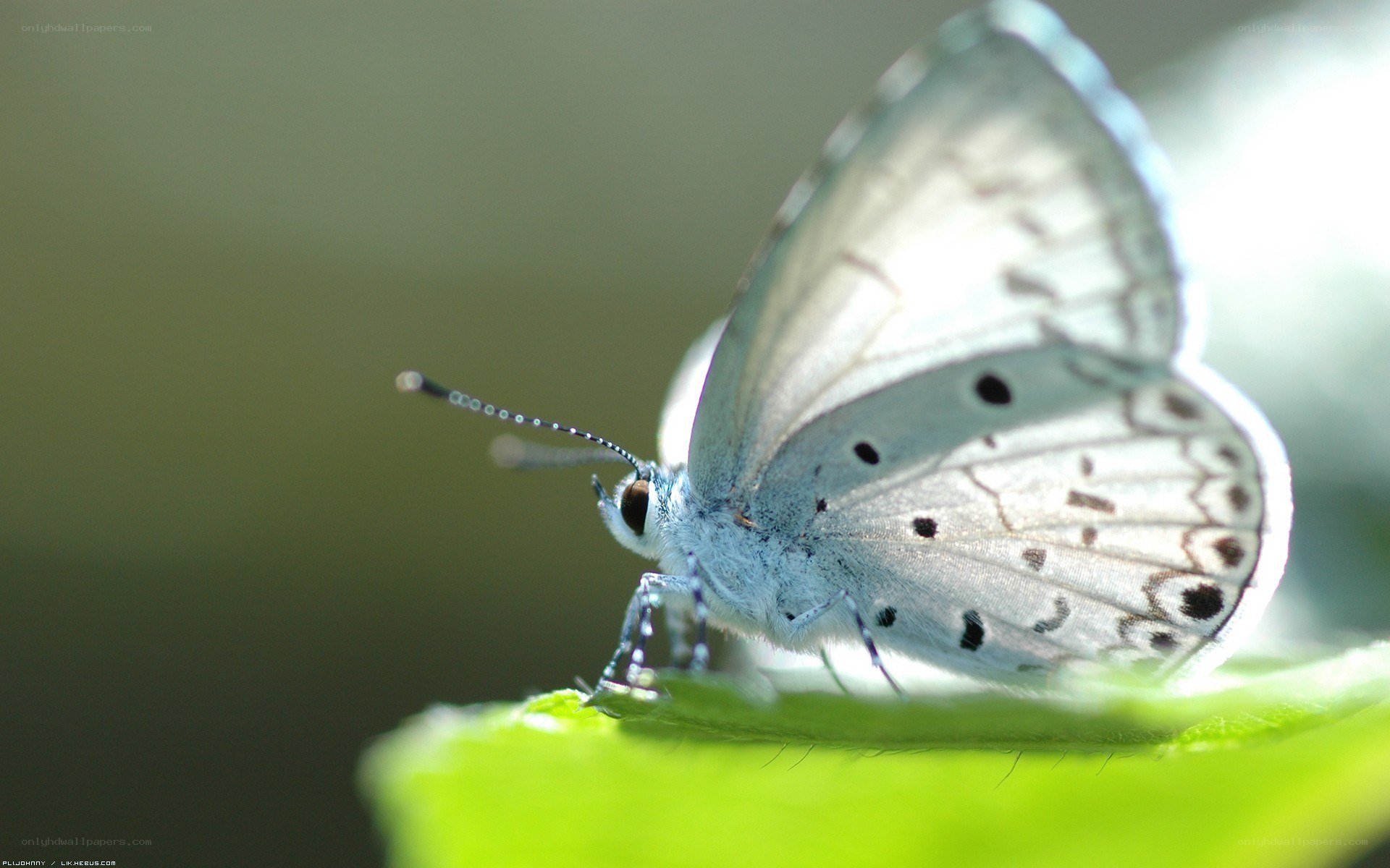 blue butterfly on green leaf