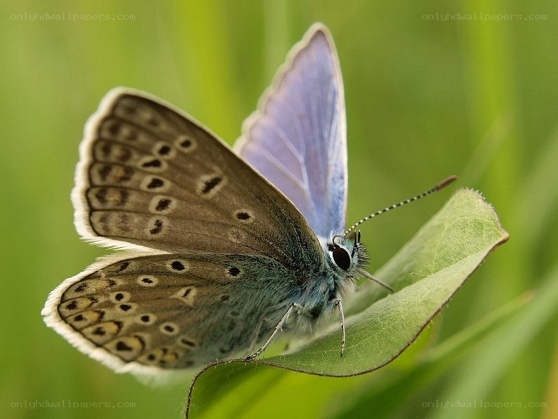 blue butterfly on green leaf