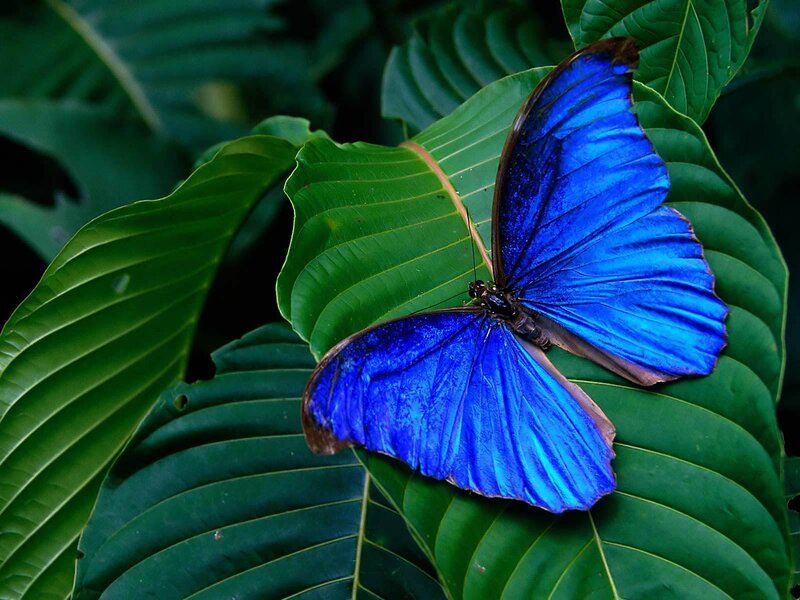 Blue butterfly on green leaf