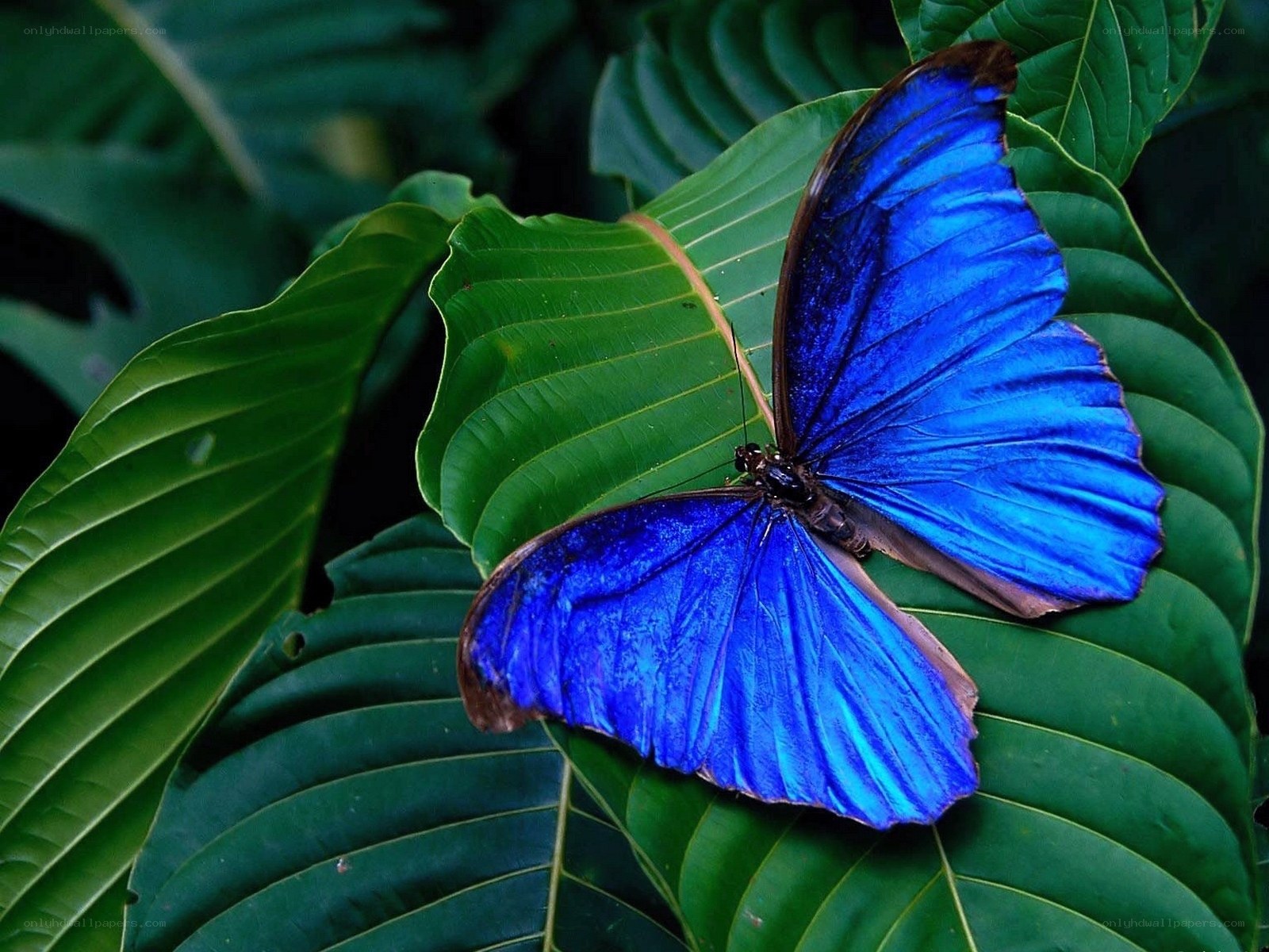 Blue butterfly on green leaf