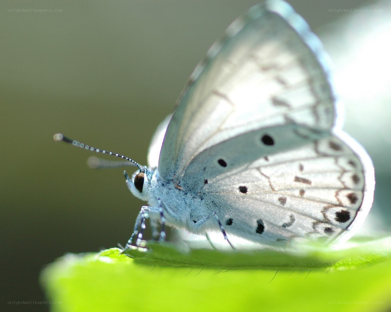 blue butterfly on green leaf
