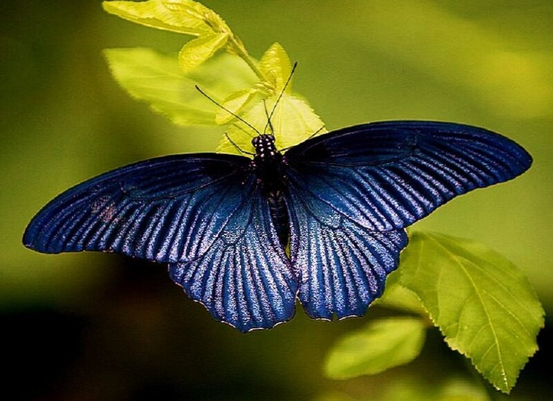 blue butterfly on green leaf