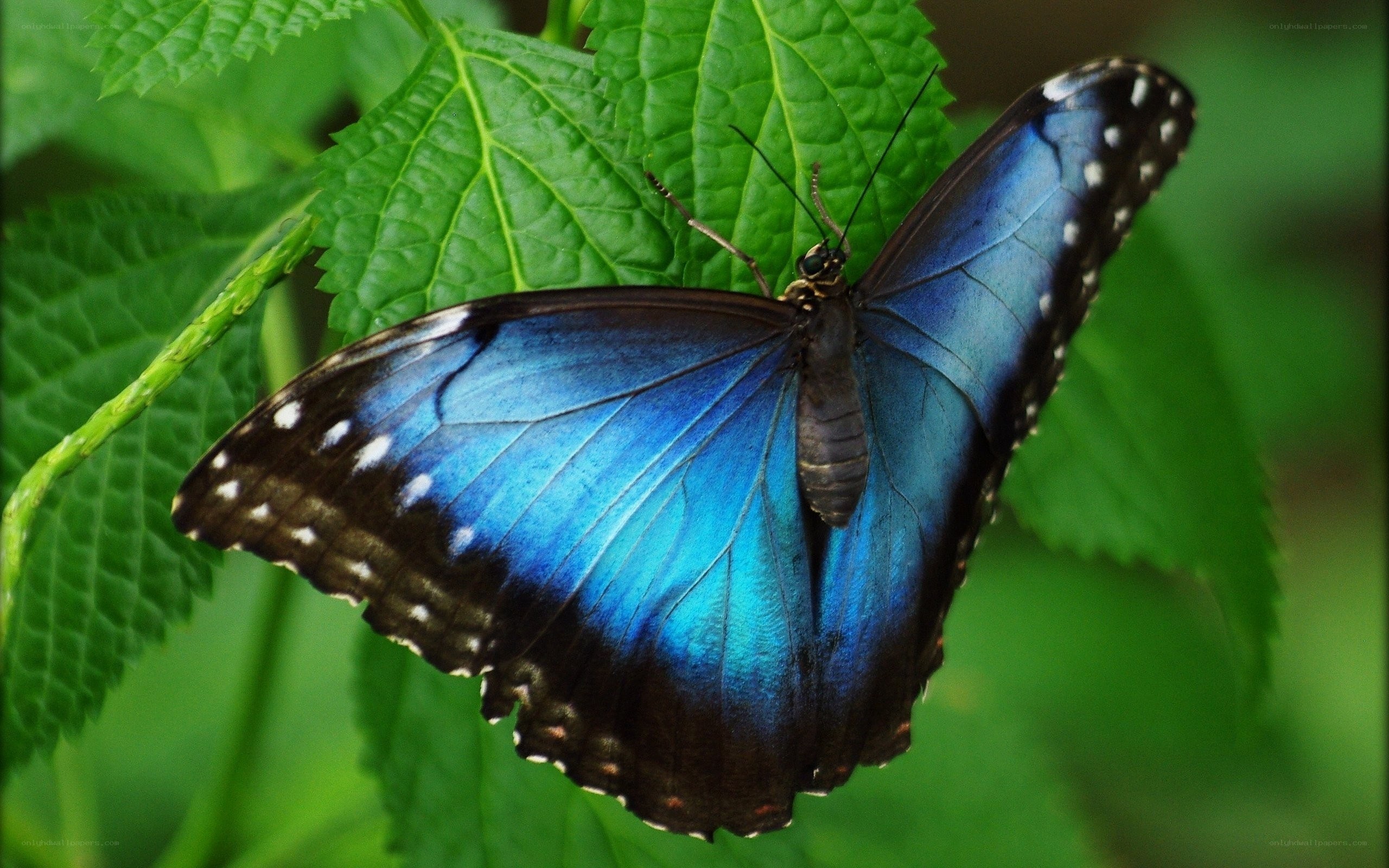 Blue butterfly on green leaf
