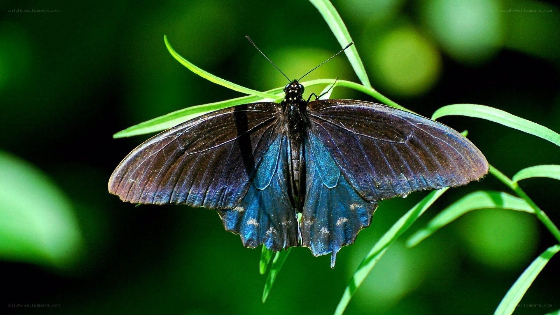 blue butterfly on green leaf