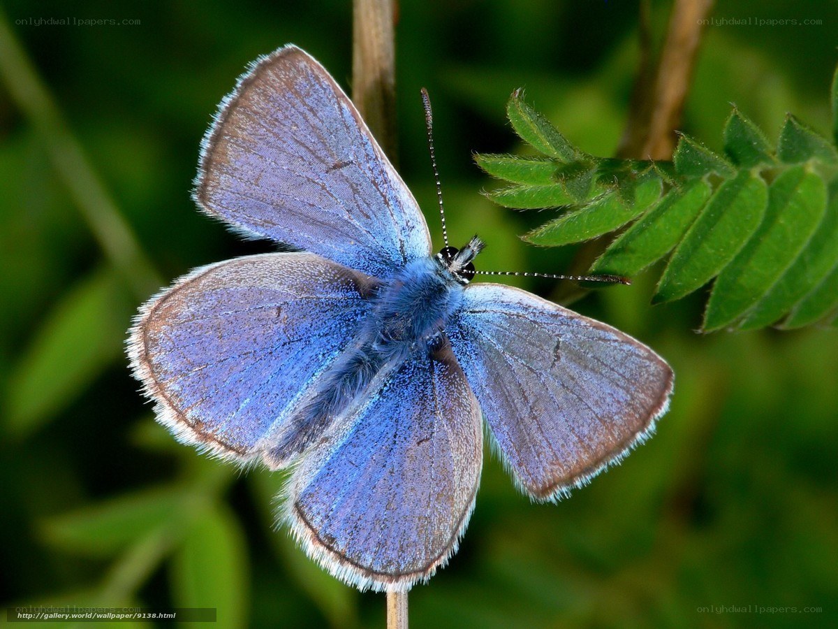 blue butterfly on green leaf