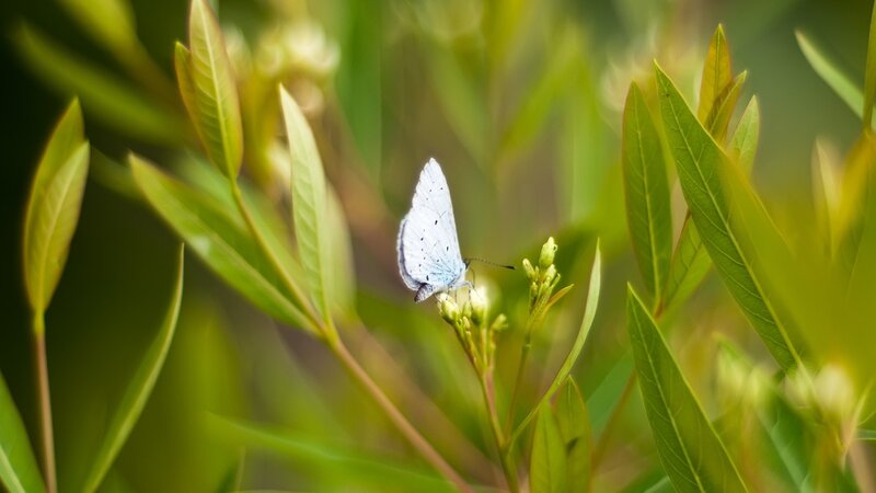 Blue butterfly on green leaves