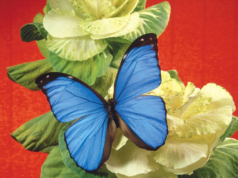 Blue butterfly on green leaves