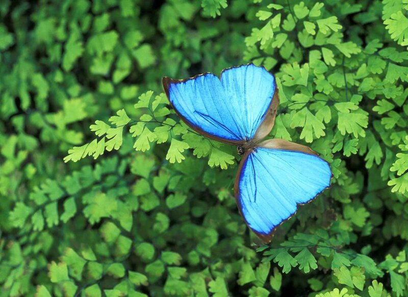 blue butterfly on green leaves