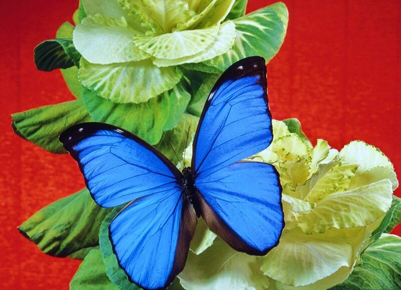 Blue butterfly on green leaves