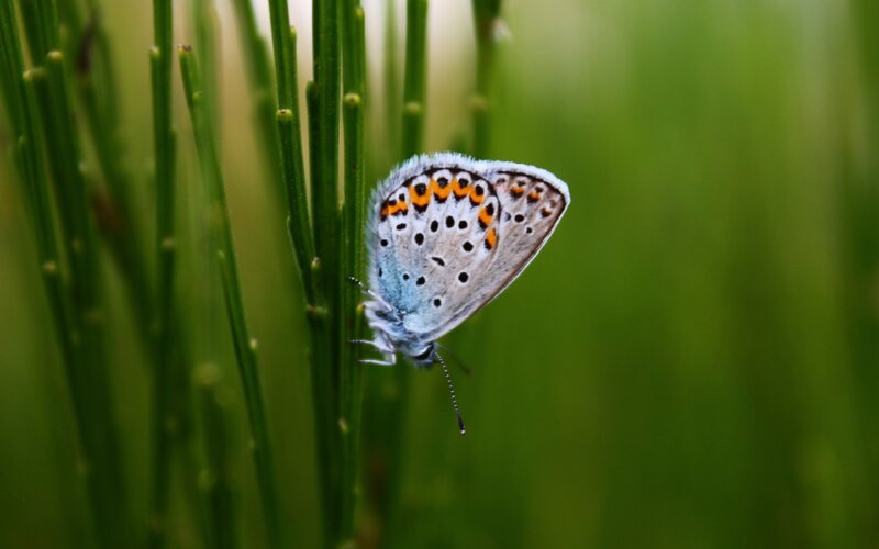 blue butterfly on green plant